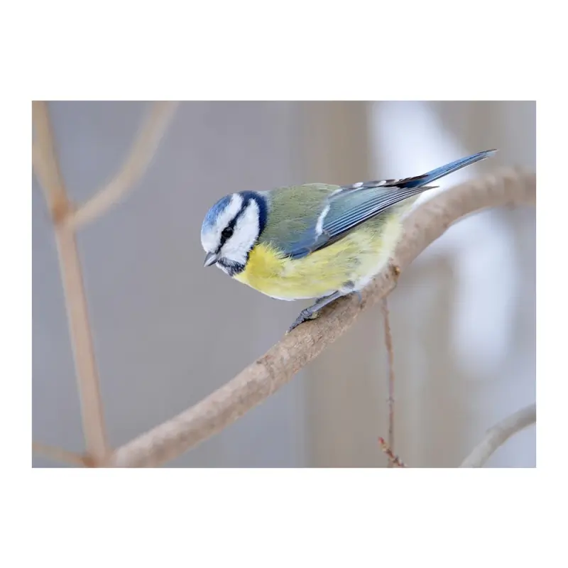 Mésange bleue (sifflet d'oiseau)