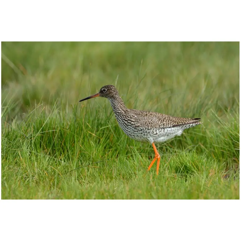 Chevalier gambette (sifflet d'oiseau)