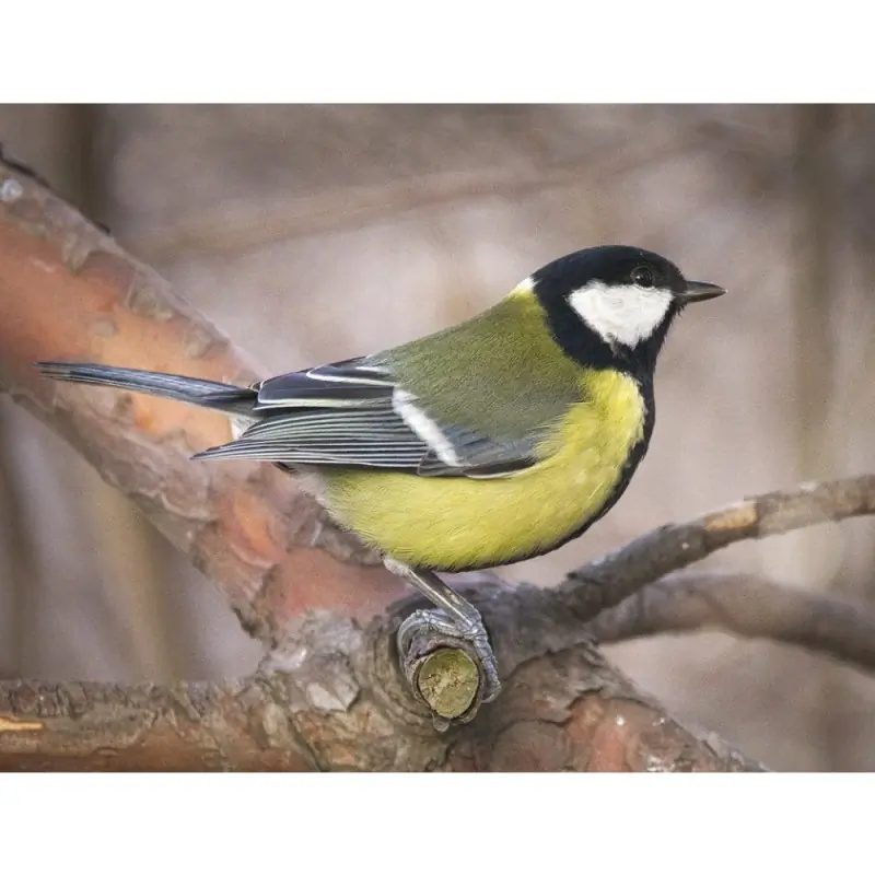 Mésange charbonnière (sifflet d'oiseau)