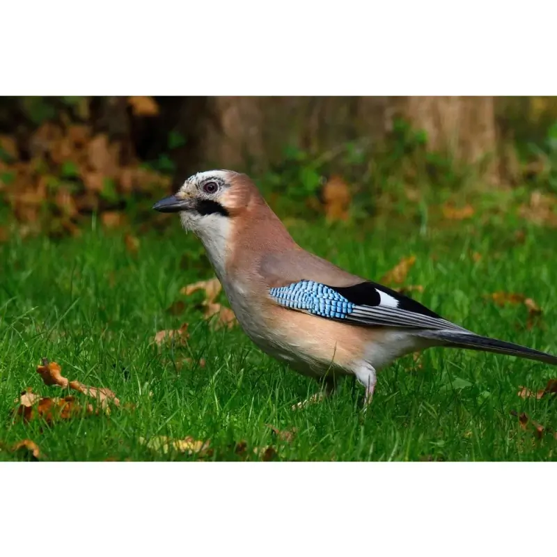 Geai des chênes (sifflet d'oiseau)