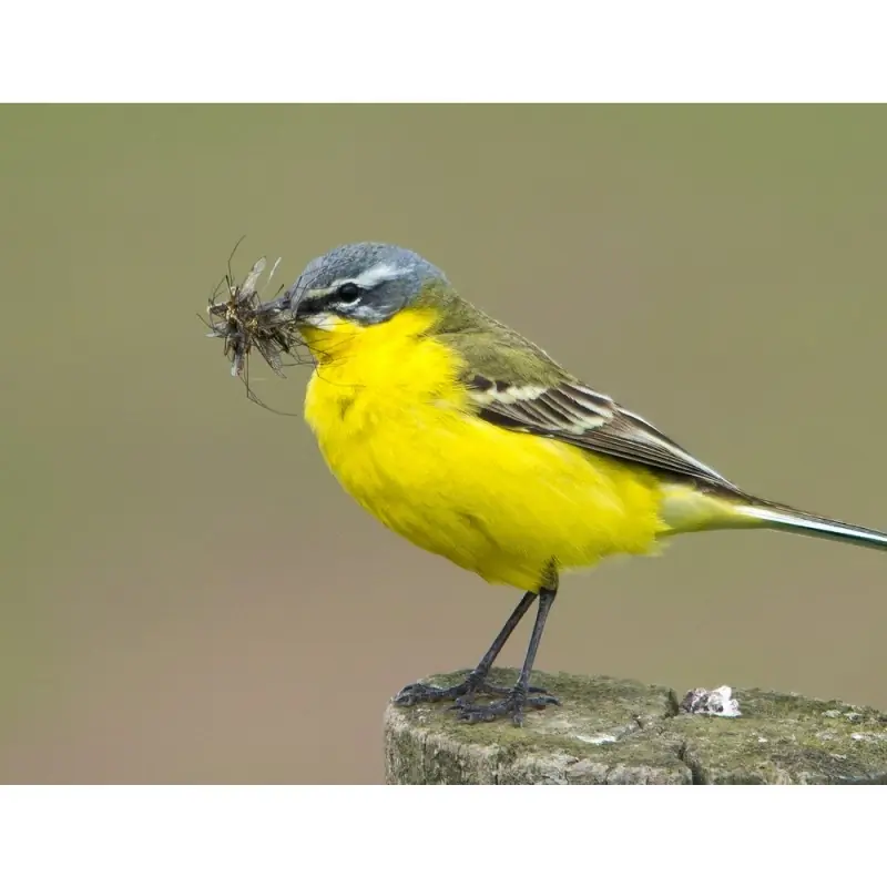 Bergeronnette grise (sifflet d'oiseau)