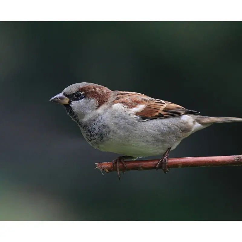 Moineau domestique (sifflet d'oiseau)