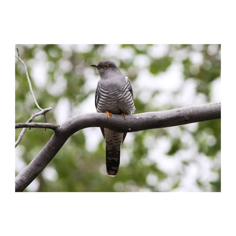 Coucou gris (sifflet d'oiseau)