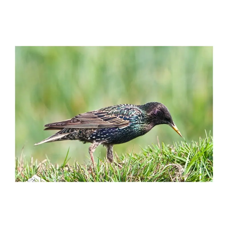 Étourneau sansonnet (sifflet d'oiseau)