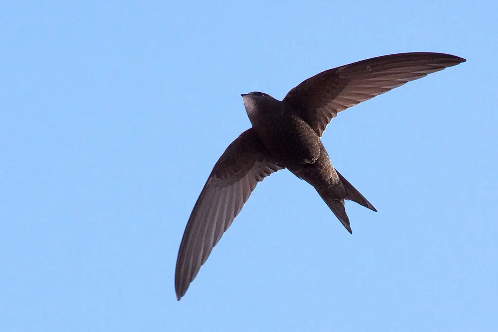 Martinet noir (sifflet d'oiseau)