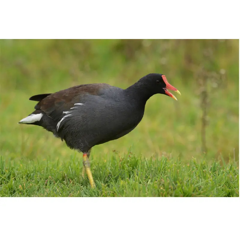 Gallinule poule-d'eau (sifflet d'oiseau)