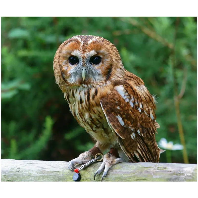 Chouette hulotte (sifflet d'oiseau)