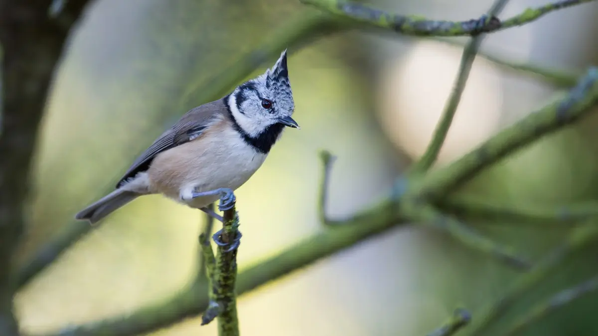 Mésange huppée (verre)