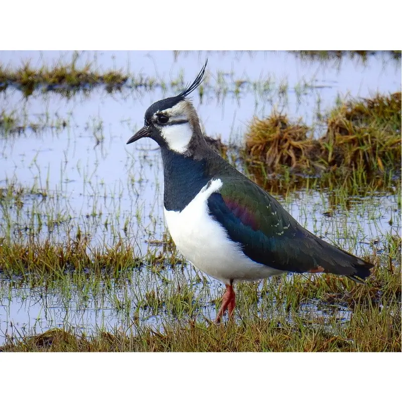 Vanneau huppé (sifflet d'oiseau)