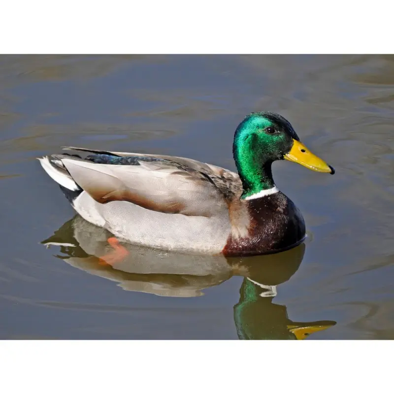 Canard colvert (sifflet d'oiseau)