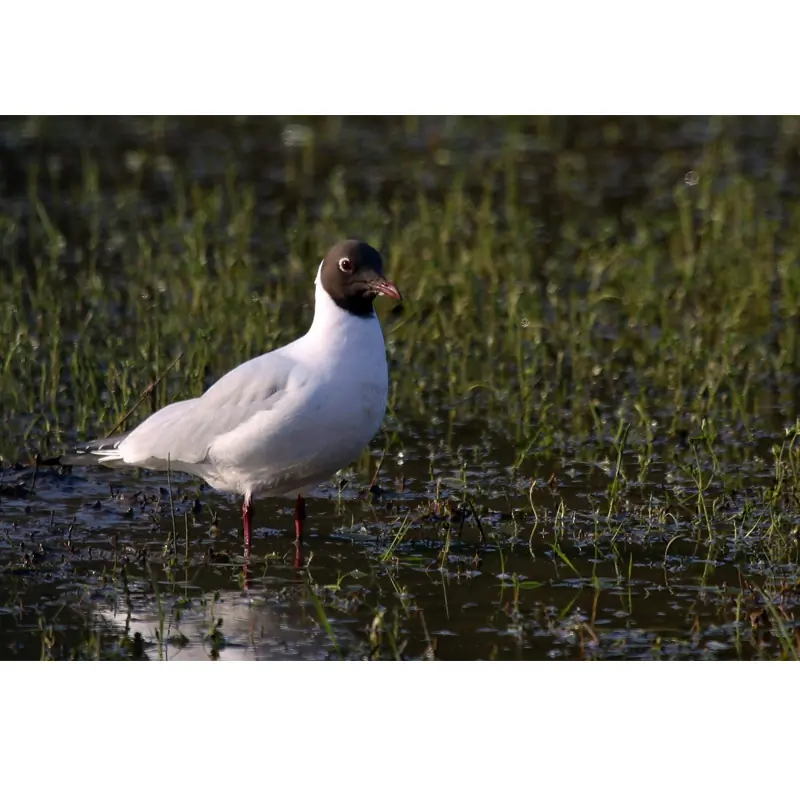 Mouette rieuse (sifflet d'oiseau)