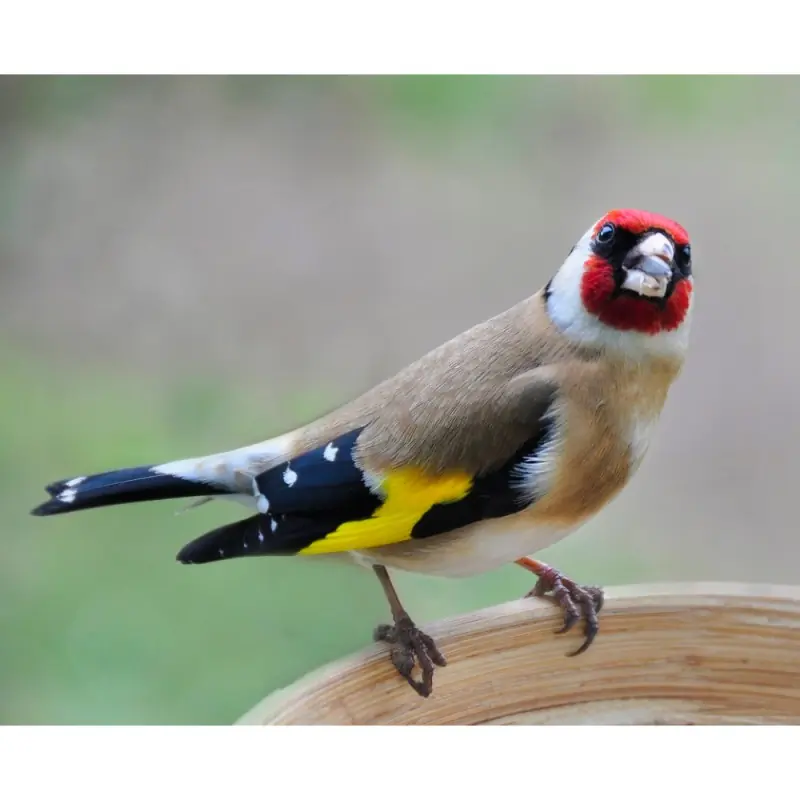 Chardonneret élégant (sifflet d'oiseau)