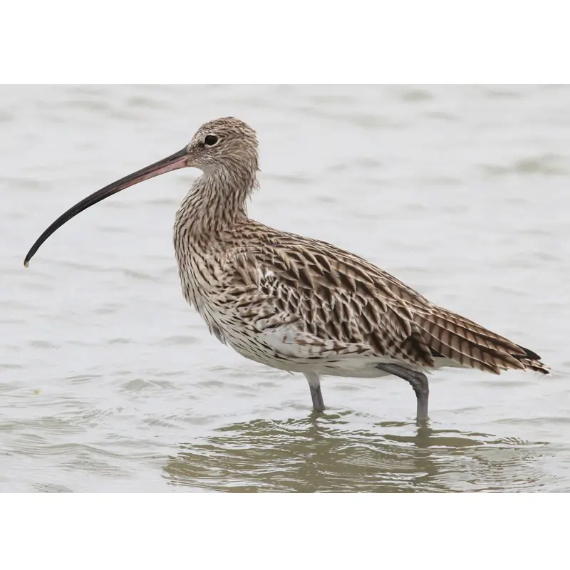 Courlis cendré (sifflet d'oiseau)